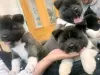 Photo №2 to announcement № 129616 for the sale of akita - buy in Germany private announcement