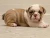 Photo №1. english bulldog - for sale in the city of Madrid de los Trillos | 317$ | Announcement № 122715