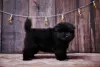 Additional photos: Eurasians (booking puppies)