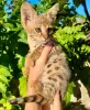 Photo №1. bengal cat - for sale in the city of Paris | negotiated | Announcement № 83202