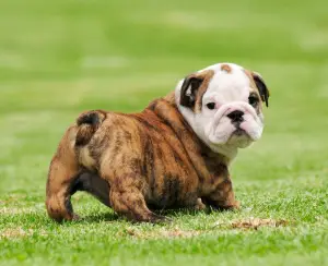 Photo №1. english bulldog - for sale in the city of Vilnius | 1440$ | Announcement № 708