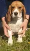 Photo №3. Beagle female for sale. Serbia