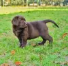 Photo №4. I will sell labrador retriever in the city of Warsaw. private announcement - price - 845$