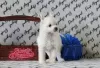 Photo №2 to announcement № 39509 for the sale of chinese crested dog - buy in Russian Federation from nursery