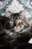 Additional photos: Maine Coon from World Champion