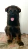 Photo №2 to announcement № 58769 for the sale of german shepherd - buy in Israel 