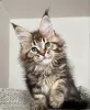 Photo №1. maine coon - for sale in the city of Интерлакен | 423$ | Announcement № 116796