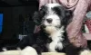 Photo №1. tibetan terrier - for sale in the city of Minsk | negotiated | Announcement № 92837