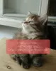 Photo №1. siberian cat - for sale in the city of Gotland | 370$ | Announcement № 11319