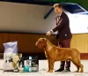 Photo №2 to announcement № 7800 for the sale of dogue de bordeaux - buy in Belarus breeder