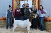 Photo №3. 50 HEALTHY BOER GOATS in France