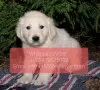 Photo №1. golden retriever - for sale in the city of Yekaterinburg | 380$ | Announcement № 107017