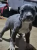 Additional photos: American Staffordshire Terrier puppies