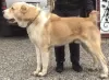 Additional photos: Selling puppies of the Central Asian Shepherd