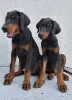 Additional photos: Doberman, top dogs