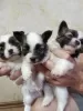 Additional photos: Papillon puppy boy