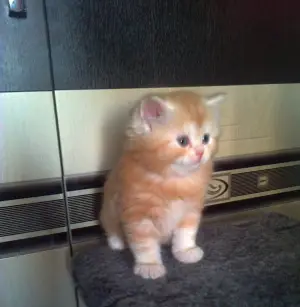 Photo №1. british shorthair - for sale in the city of Krasnoyarsk | 131$ | Announcement № 3980