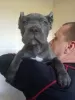 Additional photos: Cane Corso puppies