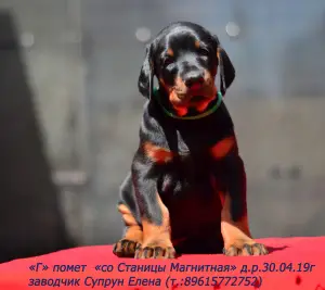 Additional photos: Dobermans-puppies, kennel & quot; from Magnitnaya Stanitsa & quot;