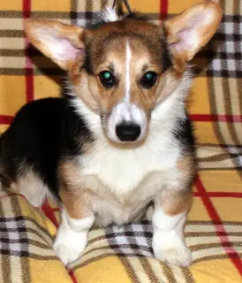 Additional photos: Welsh Corgi Pembroke