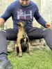 Photo №2 to announcement № 105555 for the sale of belgian shepherd - buy in Serbia breeder