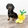 Photo №2 to announcement № 29258 for the sale of dachshund - buy in Slovakia private announcement