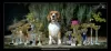 Photo №1. beagle - for sale in the city of Penza | negotiated | Announcement № 13293