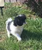 Photo №2 to announcement № 120225 for the sale of japanese chin - buy in Poland breeder