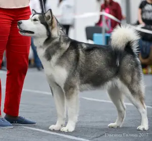 Photo №1. alaskan malamute - for sale in the city of Minusinsk | 725$ | Announcement № 1462