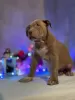 Additional photos: American Bully puppy