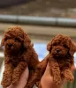 Photo №1. poodle (toy), poodle (dwarf) - for sale in the city of Werbass | negotiated | Announcement № 106401