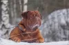 Photo №4. Mating dogue de bordeaux in Russian Federation. Announcement № 87011