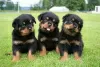 Photo №1. rottweiler - for sale in the city of Hercegovačka Goleša | 450$ | Announcement № 68940