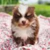 Photo №2 to announcement № 45833 for the sale of pomeranian - buy in United States private announcement