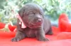 Additional photos: Labrador Retriever