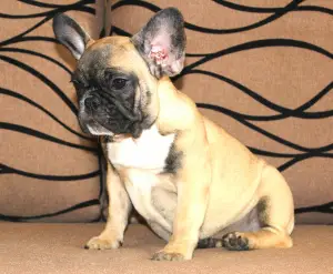 Photo №3. French bulldog puppies. Ukraine