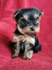 Photo №1. yorkshire terrier - for sale in the city of Valmiera | 250$ | Announcement № 114064