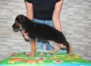 Additional photos: German shepherd puppies 2-3 months from the kennel