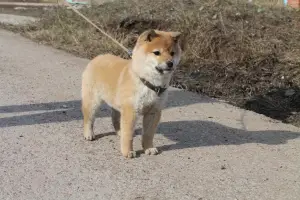 Photo №3. Mini hachiko. Russian Federation