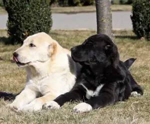 Photo №2 to announcement № 1881 for the sale of central asian shepherd dog - buy in Belarus from nursery