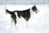 Photo №4. I will sell non-pedigree dogs in the city of Pushkino. private announcement - price - Is free