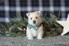 Photo №4. I will sell west highland white terrier in the city of Berlin.  - price - negotiated