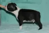 Photo №1. boston terrier - for sale in the city of Berlin | Is free | Announcement № 36841