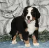 Photo №2 to announcement № 103927 for the sale of bernese mountain dog - buy in Cyprus from the shelter, breeder