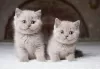 Photo №1. british shorthair - for sale in the city of Васа | Is free | Announcement № 130640