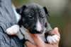 Photo №2 to announcement № 26114 for the sale of bull terrier - buy in Russian Federation from nursery