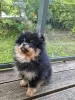 Additional photos: Сute black&tan Pomeranian puppy