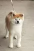 Additional photos: Akita Inu