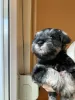 Additional photos: Miniature schnauzer - pepper salt