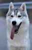 Photo №1. siberian husky - for sale in the city of Măgurele | 312$ | Announcement № 32777